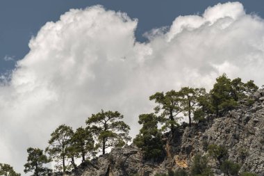Engebeli, kayalık bir dağ yamacına yapışan her daim yeşil çam ağaçlarının olduğu çarpıcı bir manzara. Büyük, tüylü beyaz kümülüs bulutları gökyüzüne hükmediyor ve koyu taş ve yeşil iğnelerle güçlü bir kontrast oluşturuyor. Bu sahne vahşi sevgiliyi yakalar.