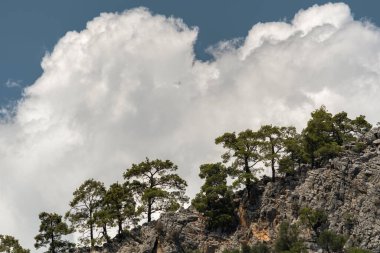 Engebeli, kayalık bir dağ yamacına yapışan her daim yeşil çam ağaçlarının olduğu çarpıcı bir manzara. Büyük, tüylü beyaz kümülüs bulutları gökyüzüne hükmediyor ve koyu taş ve yeşil iğnelerle güçlü bir kontrast oluşturuyor. Bu sahne vahşi sevgiliyi yakalar.