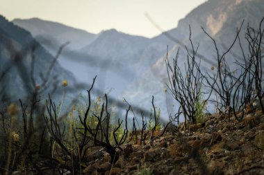 Türkiye 'deki dramatik bir dağ manzarası kayalık bir yamaçtaki orman yangınının sonrasını gösteriyor. Ön planda, kömürleşmiş siyah dallar ve zarif yabani çiçekler uzaktaki görkemli mavi dağ sırtlarıyla tezat oluşturuyor. Yumuşak akşam