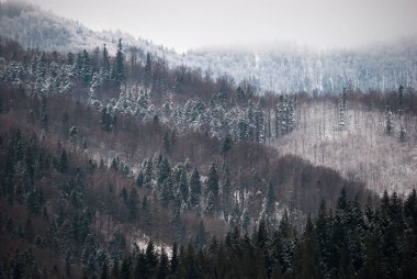 Ökse otu kümeleri ile donla kaplı ağaçların rüya gibi bir kış sahnesi, yumuşak bir altın güneş bataklığından izleniyor, sıcak ve büyülü mevsimsel bir atmosfer yaratıyor..