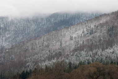 Uçsuz bucaksız bir dağ yamacının nefes kesen geniş manzarası karla kaplanmış, kısmen kalın beyaz bulutlar ve sis tabakalarıyla kaplı, her yer yemyeşil çam ağaçlarıyla kaplıydı..