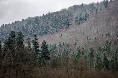 Yoğun bir kozalaklı ormanın manzaralı geniş bir görüntüsü dik bir dağ yamacını kaplıyor. Çam ağaçları bulutlu bir kış gökyüzünün altında hafifçe karla kaplanıyor. Karamsar ve soğuk bir yaban atmosferi yaratıyor..
