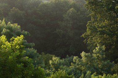 Yoğun yaprak döken bir ormanın canlı bir yakın çekimi. Yeşil yapraklar ve yumuşak güneş ışığıyla aydınlatılan yapraklar orman bitkilerinin doğal dokusunu oluşturuyor..