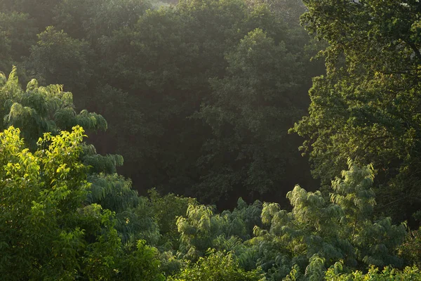 Yoğun yaprak döken bir ormanın canlı bir yakın çekimi. Yeşil yapraklar ve yumuşak güneş ışığıyla aydınlatılan yapraklar orman bitkilerinin doğal dokusunu oluşturuyor..