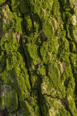 Parlak yeşil yosun ve yosunların yakın çekim dokusu ormandaki bir ağaç gövdesinin engebeli ve yıpranmış yüzeyini kaplıyor..