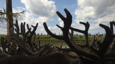    Ren geyiği sürüsü