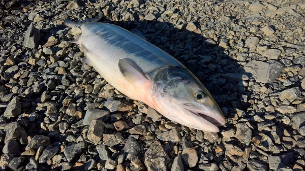 Salmone Del Pacifico Solo Pescato — Foto Stock