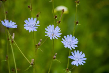 Mavi hindiba çiçek (Cichorium intybus)