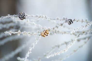 bir ağaç dalı üzerinde buz kristalleri