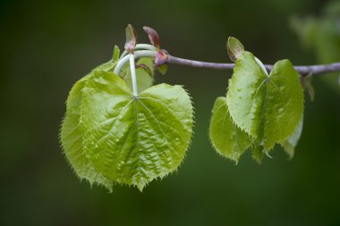 Taze yeşil bahar yaprakları