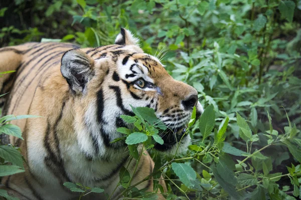 Tigre de Amur — Foto de Stock