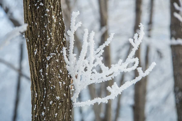 Ice crystals on a tree branch — Stock Photo, Image