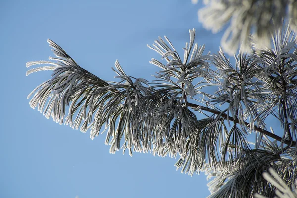 Ice crystals on a tree branch — Stock Photo, Image