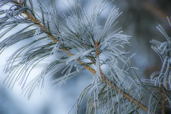 Ice crystals on a tree branch — Stock Photo, Image