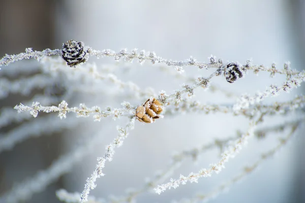 Ice crystals on a tree branch — Stockfoto
