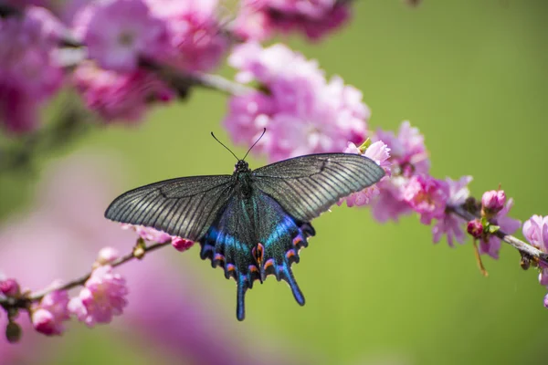 Pulsatilla çiçek Swallowtail kelebek — Stok fotoğraf
