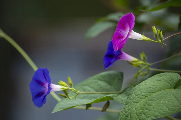 Bindweed — Stockfoto