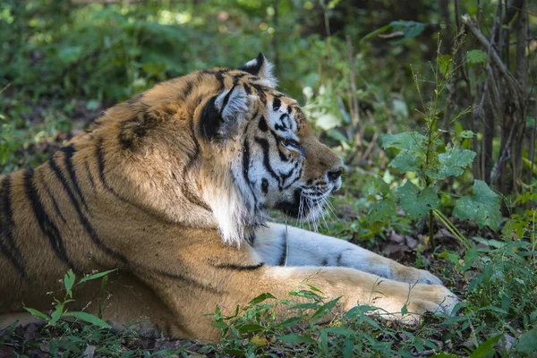 Amur tygr — Stock fotografie
