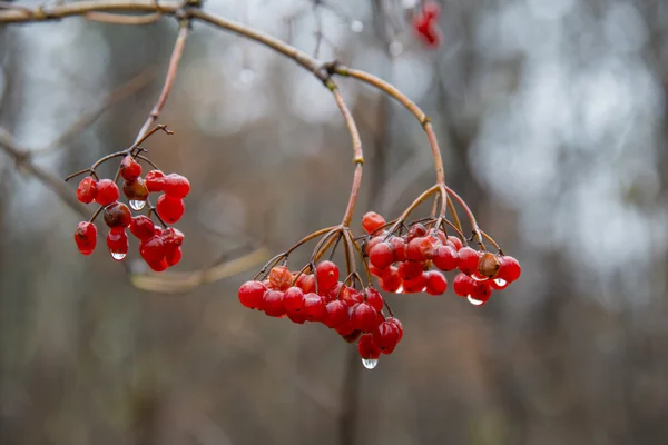 赤いガマズミ属の木の果実のクローズ アップ — ストック写真