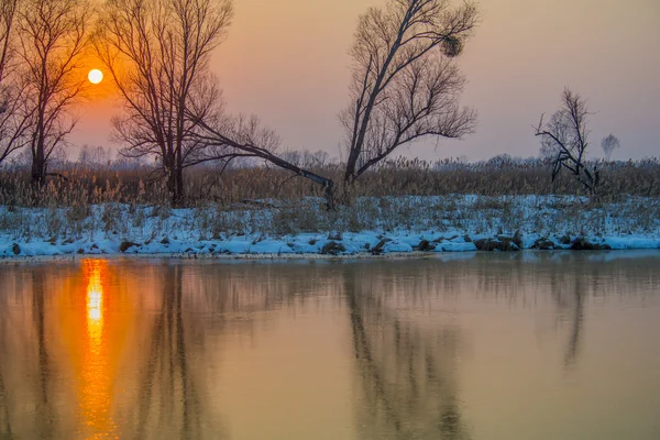 Pôr-do-sol atrás das árvores — Fotografia de Stock