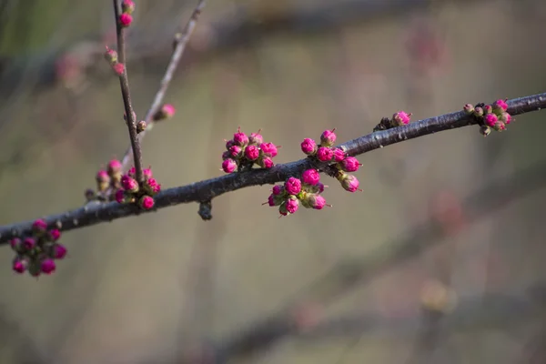 Primavera, brotes a flores — Foto de Stock