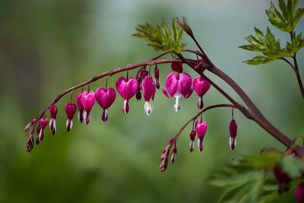 Dicentra bloemen — Stockfoto