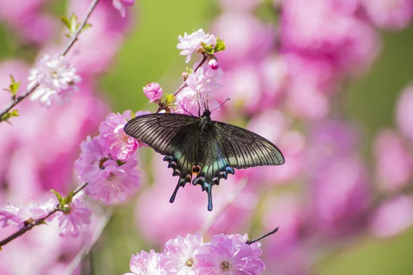 Pulsatilla çiçek Swallowtail kelebek — Stok fotoğraf