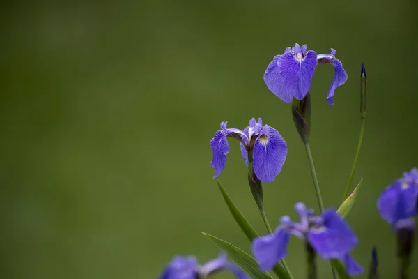 Siniiriksen kukat — kuvapankkivalokuva