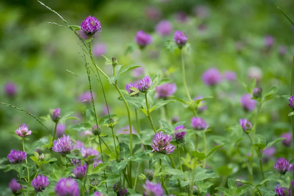 Wilde bloemen — Stockfoto