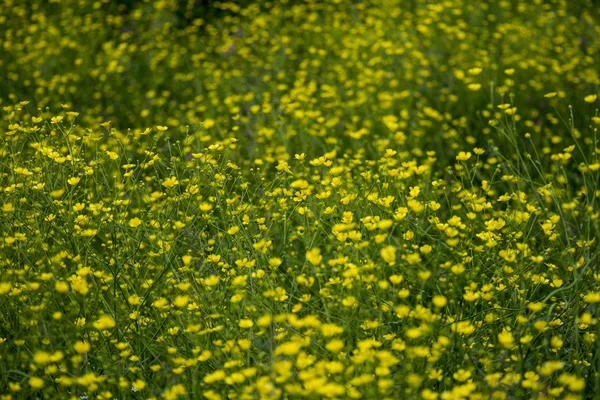 노란색 꽃 허브 배경 — 스톡 사진