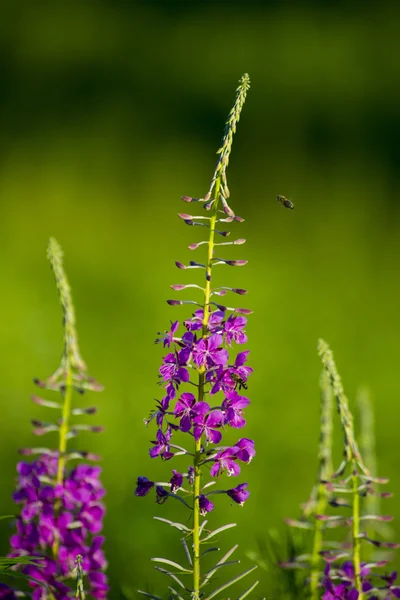 Wilde bloemen — Stockfoto