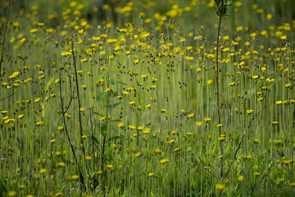 Fondo floral amarillo a base de hierbas — Foto de Stock