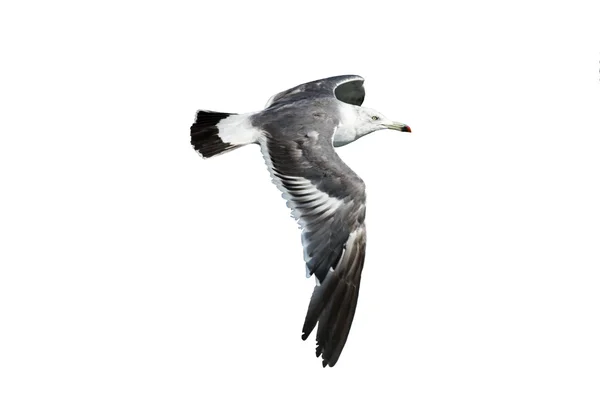 Flying One gaviota — Foto de Stock