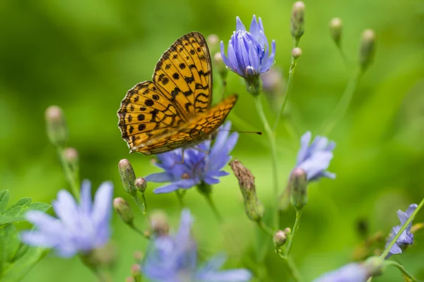 Kahverengi kelebek mavi bir çiçek üzerinde — Stok fotoğraf