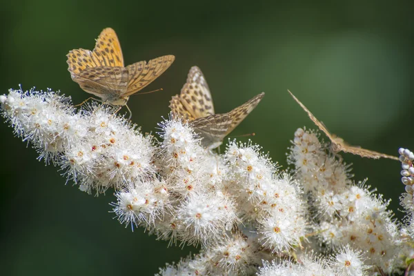 Beyaz bir çiçek üzerinde üç kelebekler — Stok fotoğraf