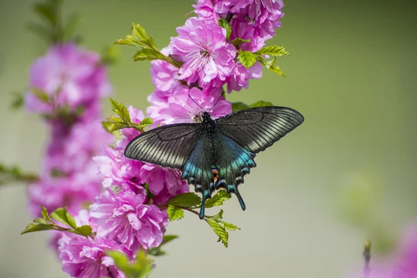 Pink cherry black swallowtail butterfly — Stok fotoğraf