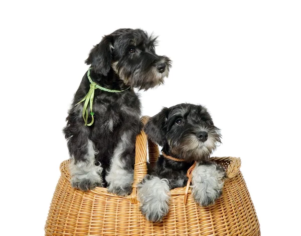 Két kutya táskában — Stock Fotó