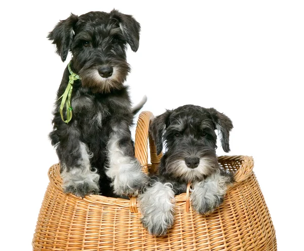 Två hundar i väska — Stockfoto