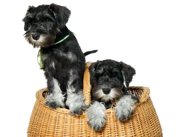 Twee honden in zak — Stockfoto