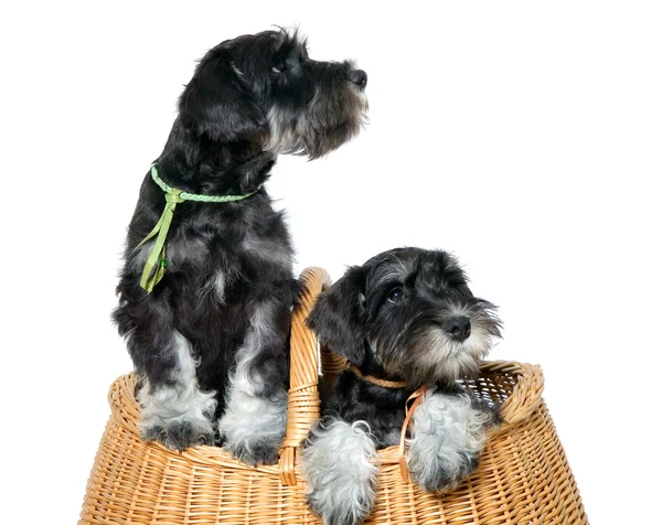Two dogs in bag — Stock Photo, Image