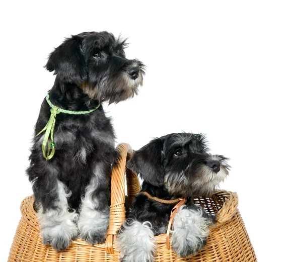 Two dogs in bag — Stock Photo, Image