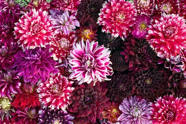 Artystyczne sztuka kolorowy z kwiatów — Zdjęcie stockowe