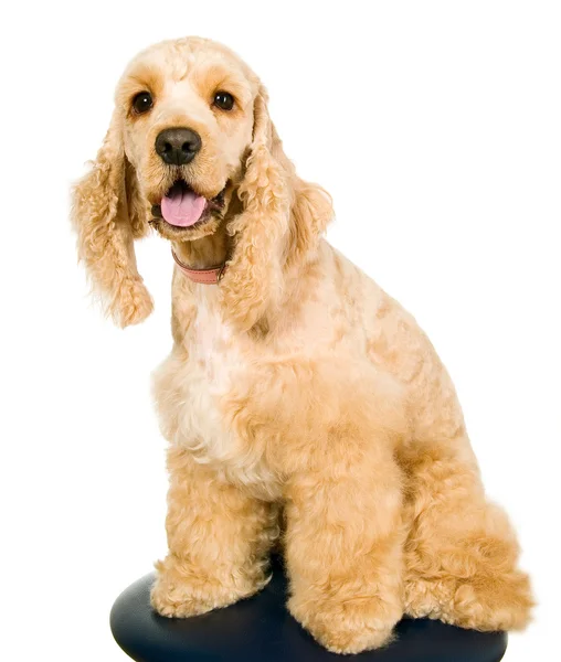 Vackra unga amerikanska cocker spaniel — Stockfoto