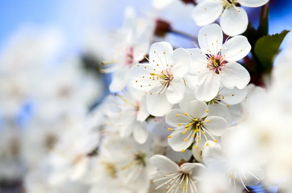Bela flor branca com flores incríveis — Fotografia de Stock