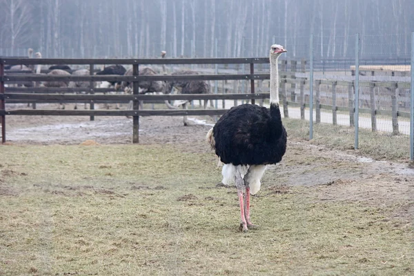 Avestruz Africano adulto caminhando na fazenda avestruz . — Fotografia de Stock