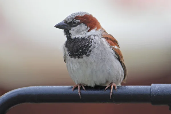 Sparrow sitting on a handrail — Stock Photo, Image