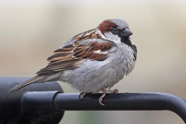 Sparrow sitting on a handrail — Stock Photo, Image