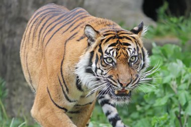 Sumatra kaplanı kükrüyor. Yakın çekim.