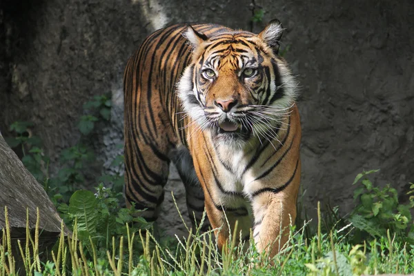 Szumátrai tigris, a Varsói állatkertben — Stock Fotó