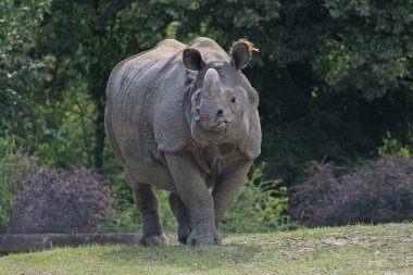 Indian rhinoceros walking in the Warsaw Zoo clipart